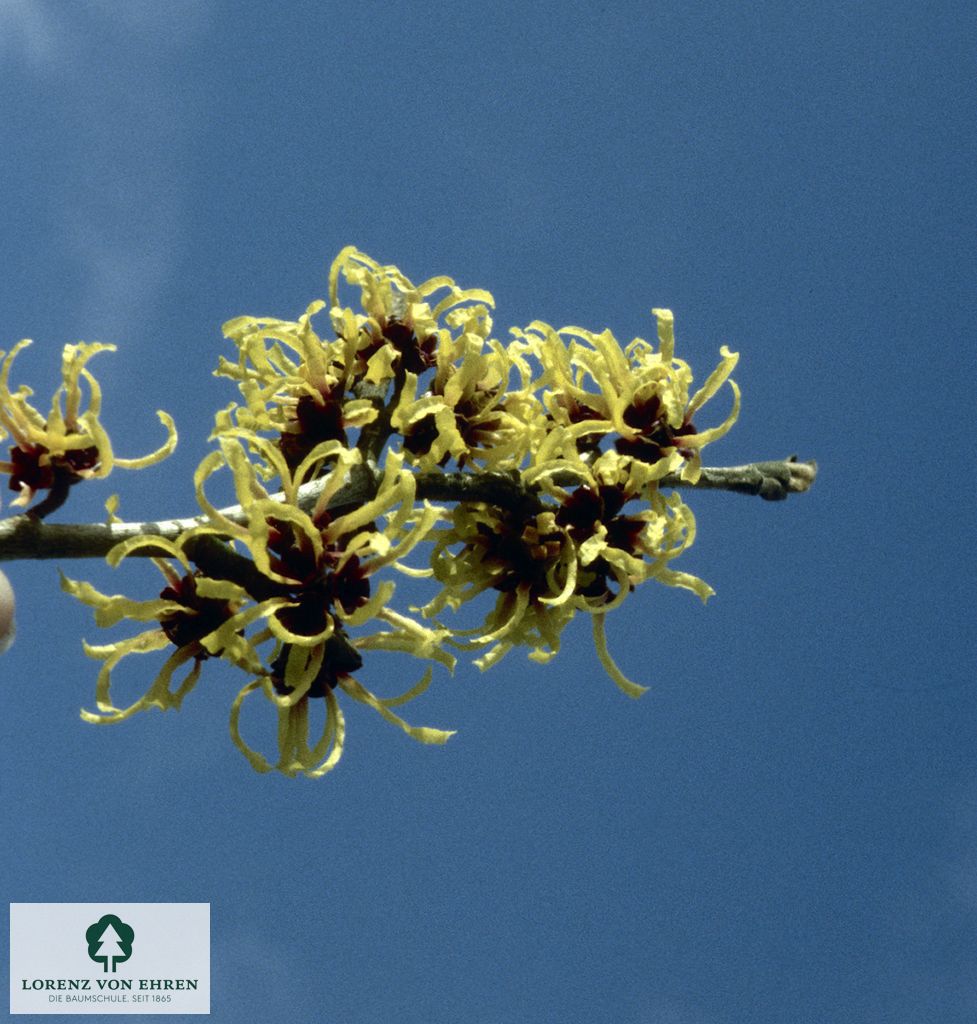 Hamamelis intermedia 'Primavera'