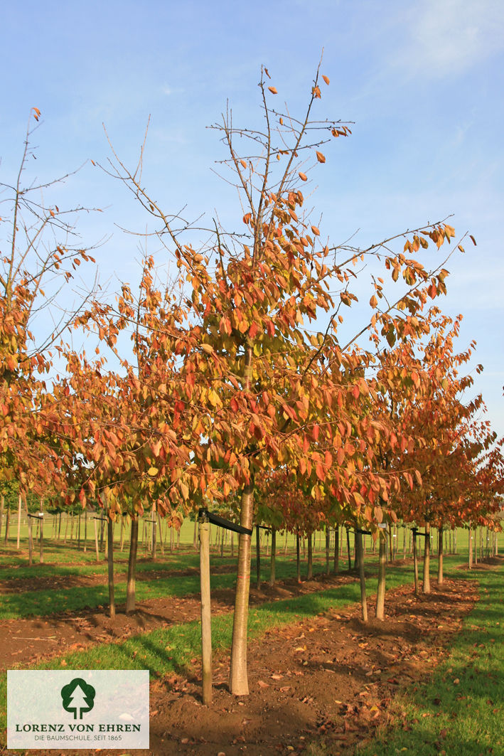 Prunus avium 'Kordia'