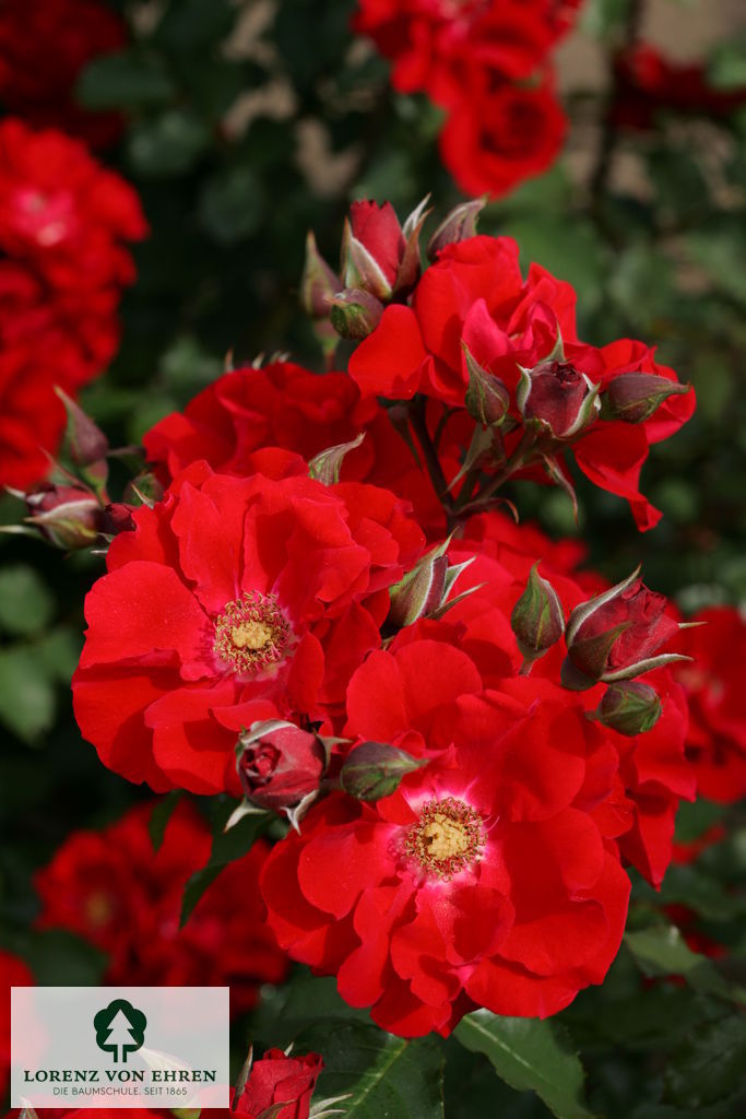 Rosa 'Roter Korsar'