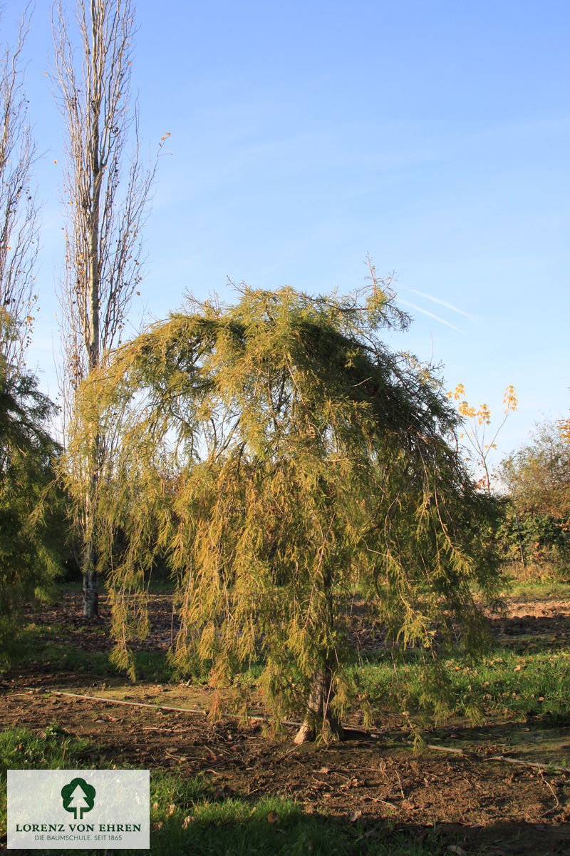 Taxodium distichum 'Pendens'