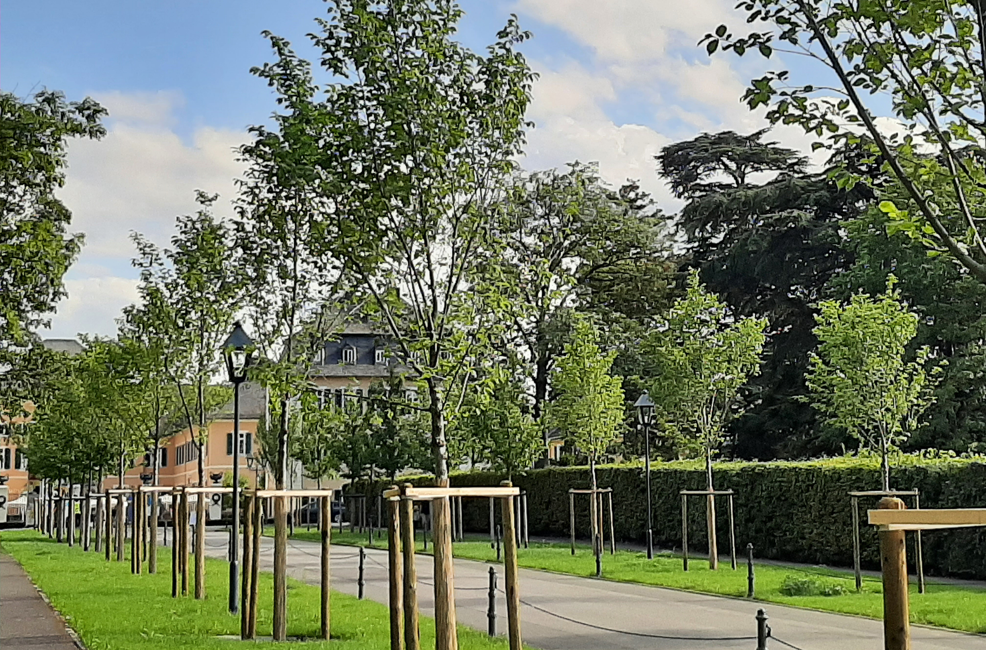 Junge Bäume säumen den Wegrand