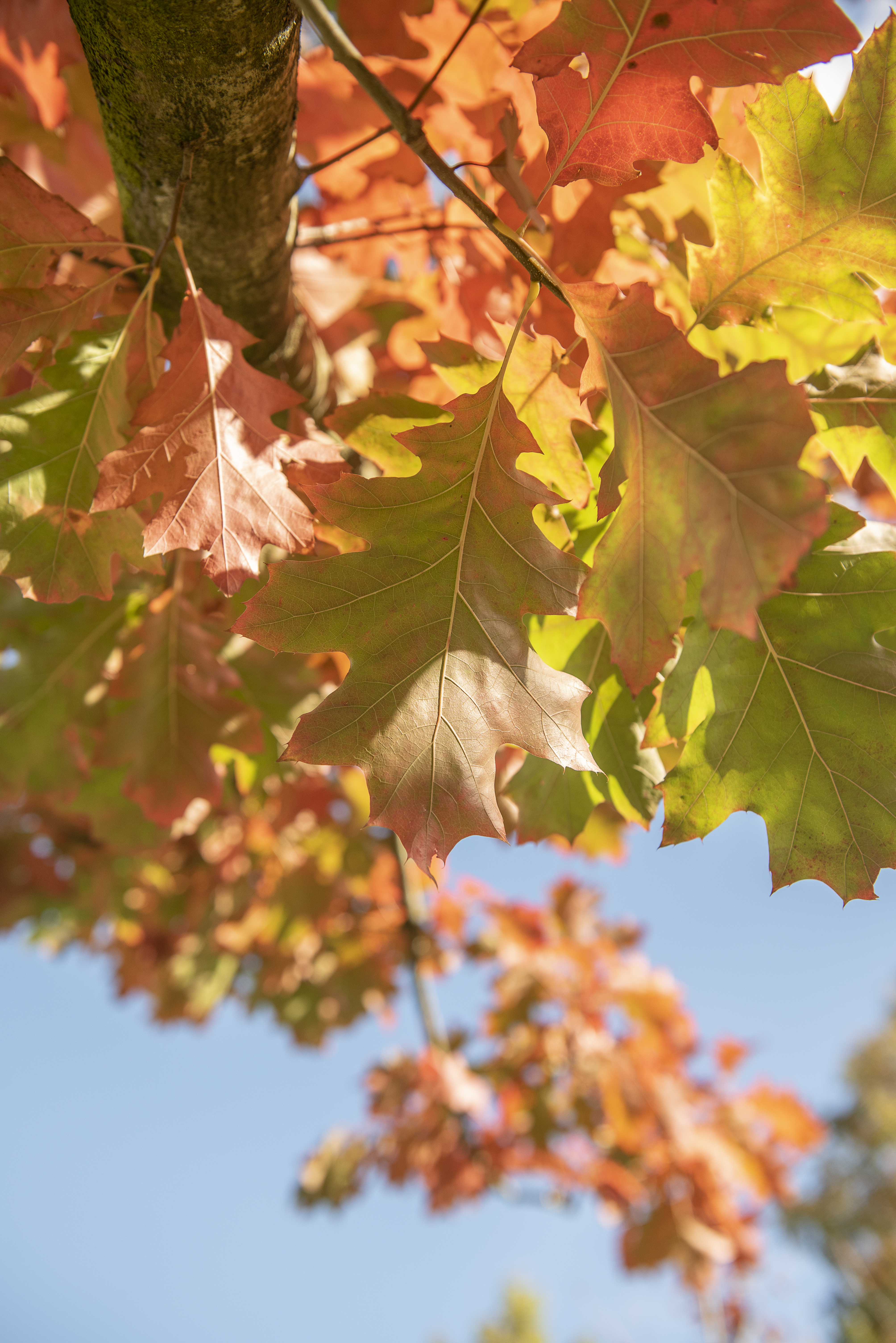 Quercus rubra Unikat
