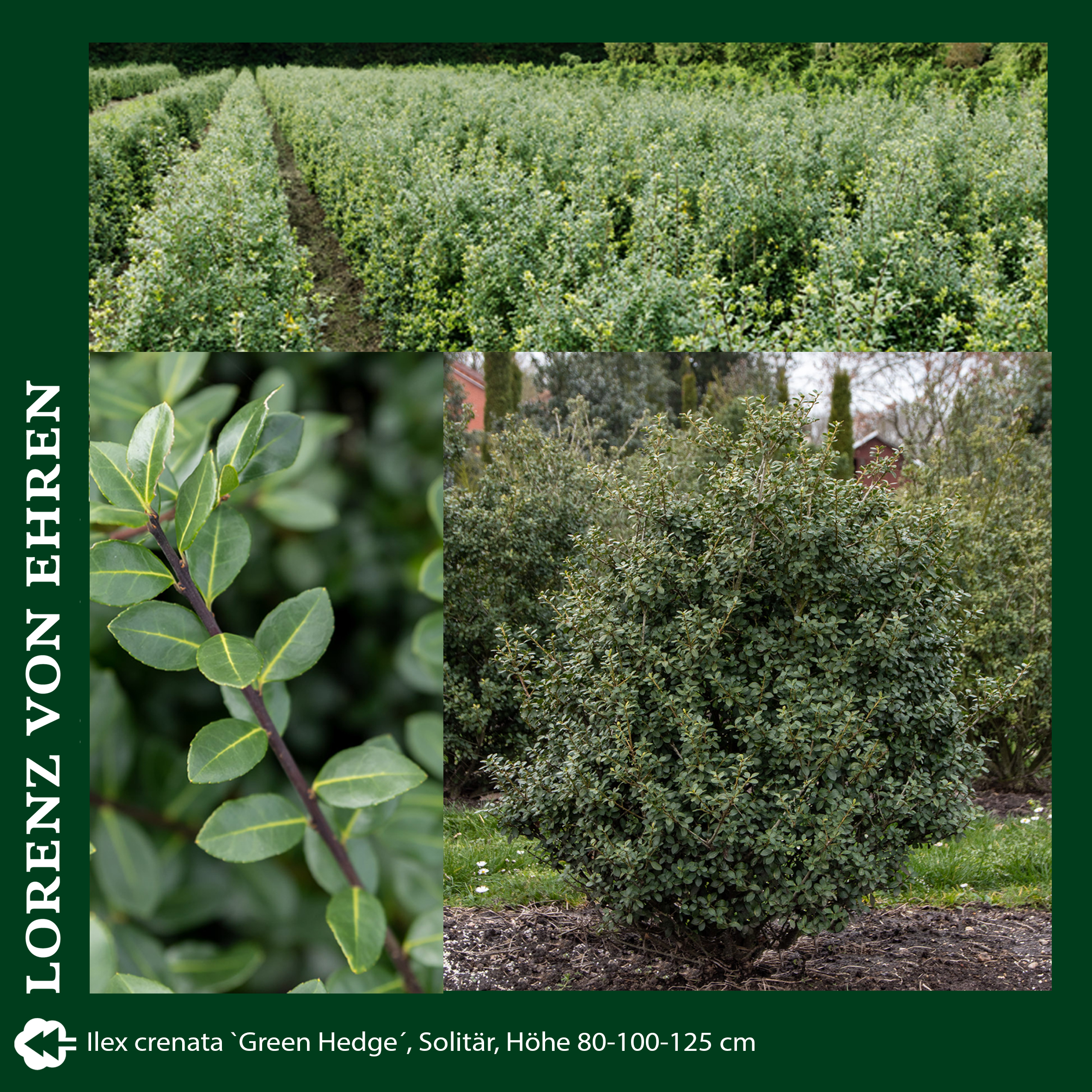 Busch mit grünem Blatt