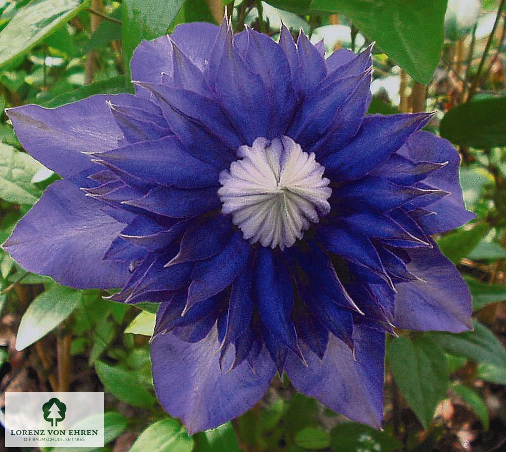 Clematis 'Multi Blue'