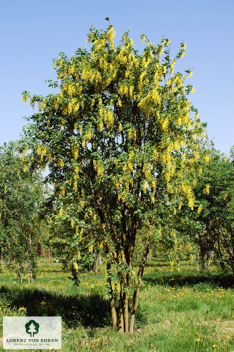 Laburnum watereri 'Vossii'