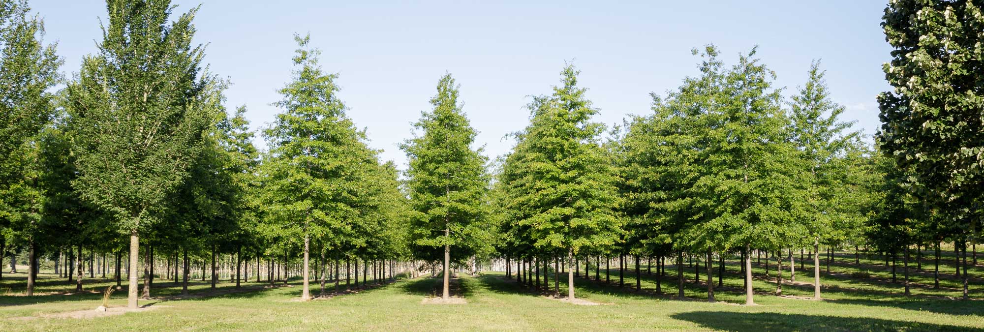 Wunderschöne sommergrüne Eichen in Reihe