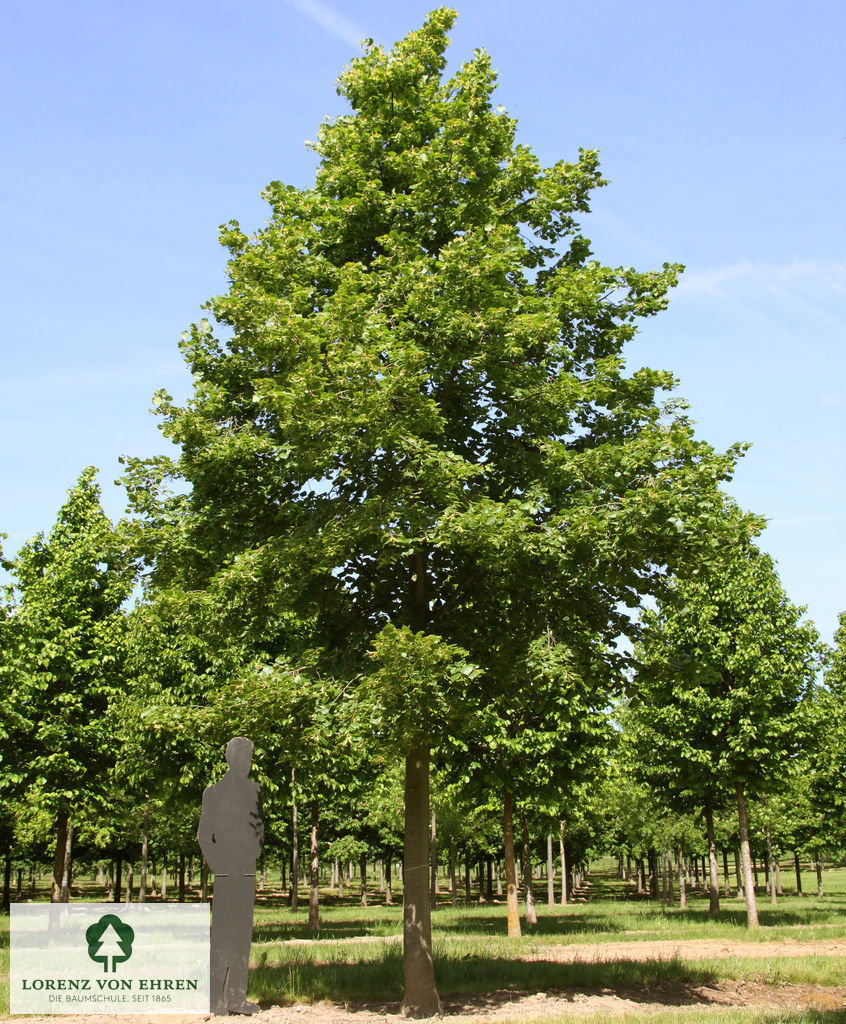 Tilia platyphyllos