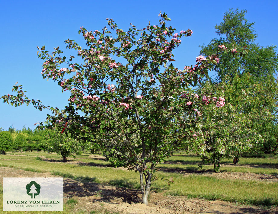 Malus 'Brandy Magic'