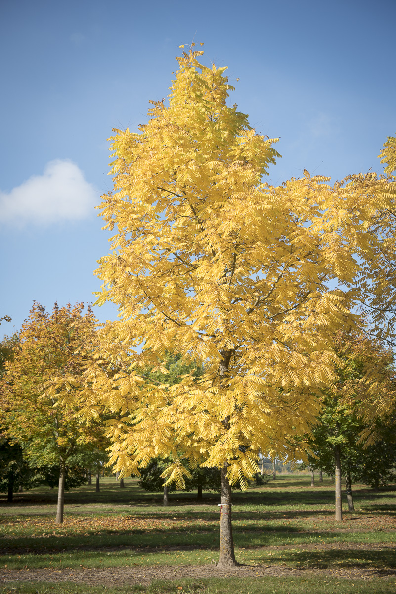 Juglans nigra Unikat