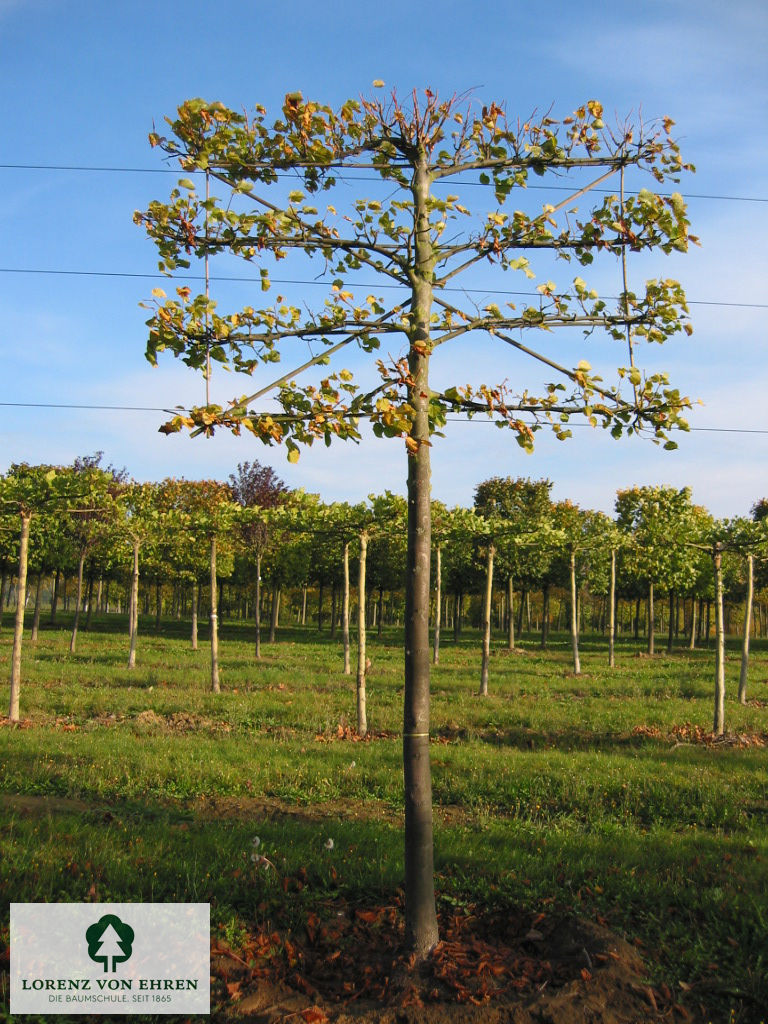 Tilia europaea 'Pallida'