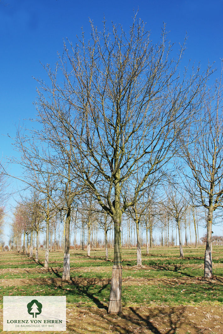 Prunus domestica 'Bühler Frühzwetsche'