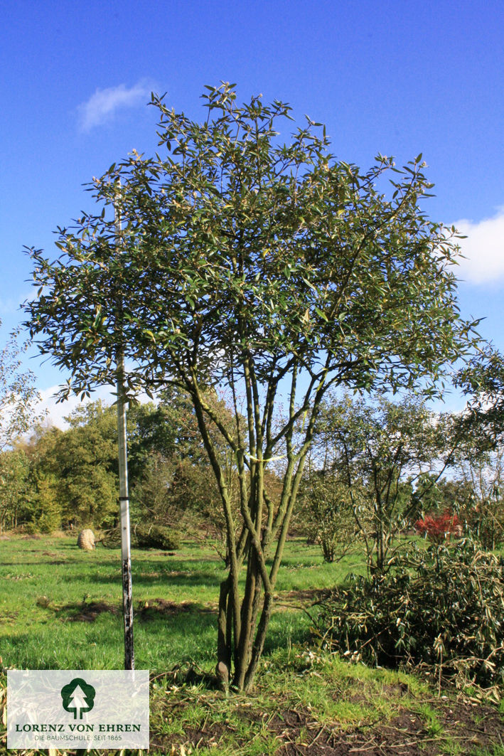 Viburnum 'Pragense'