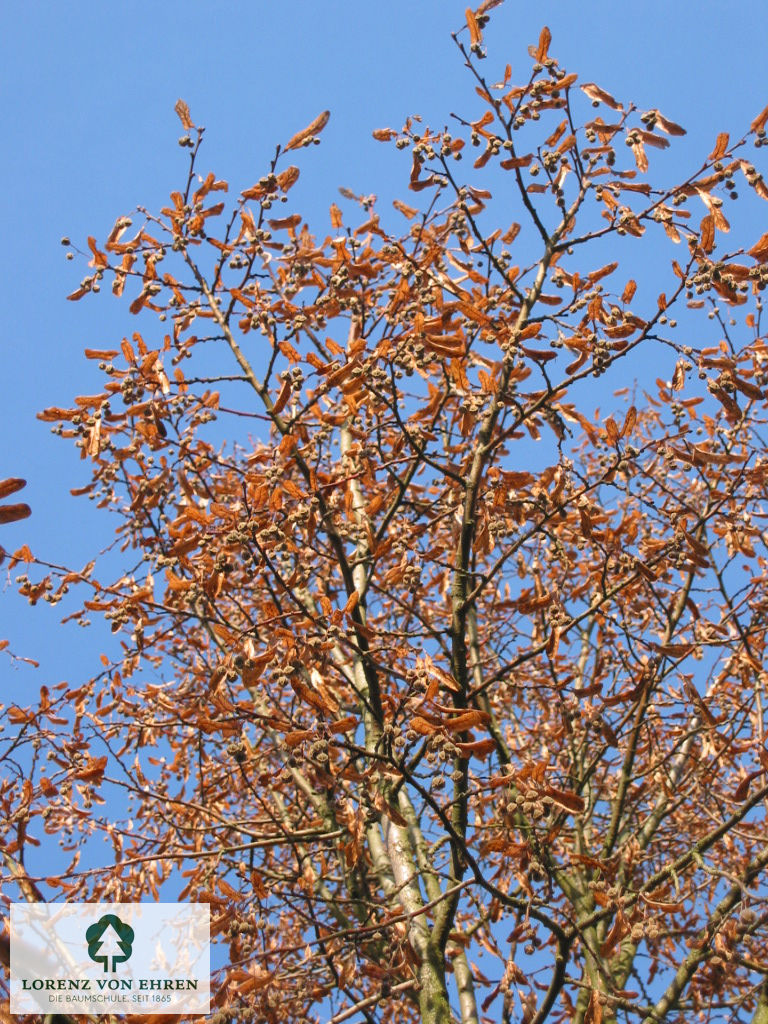 Tilia platyphyllos 'Prince's Street'