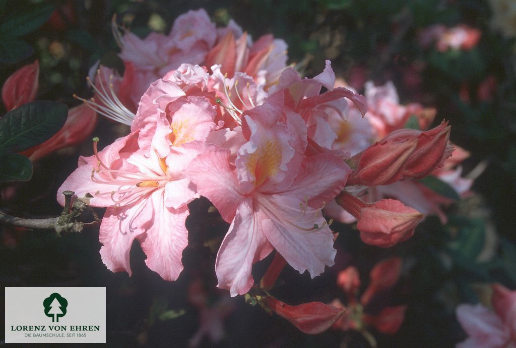 Rhododendron Azalea 'Raimunde'