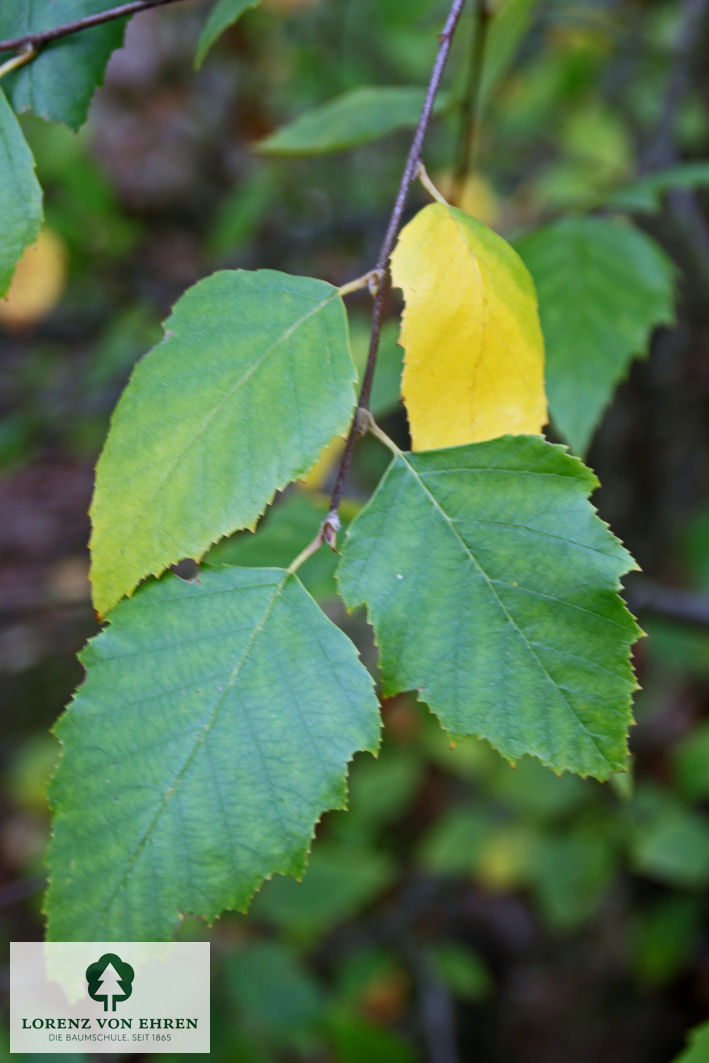 Betula nigra