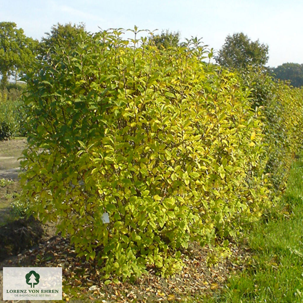 Syringa josikaea