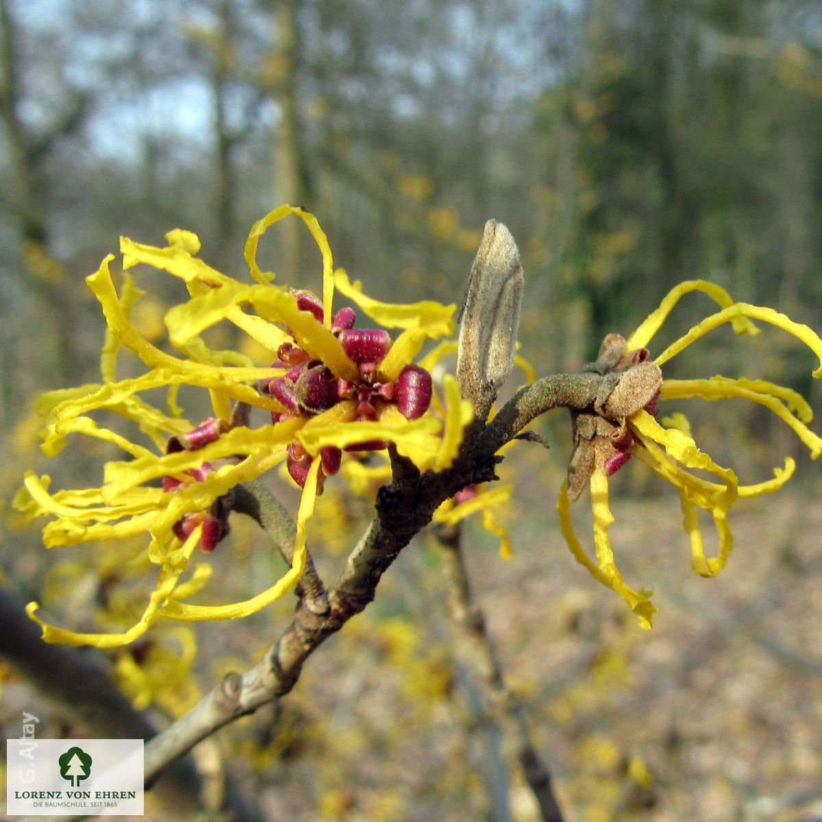 Hamamelis virginiana