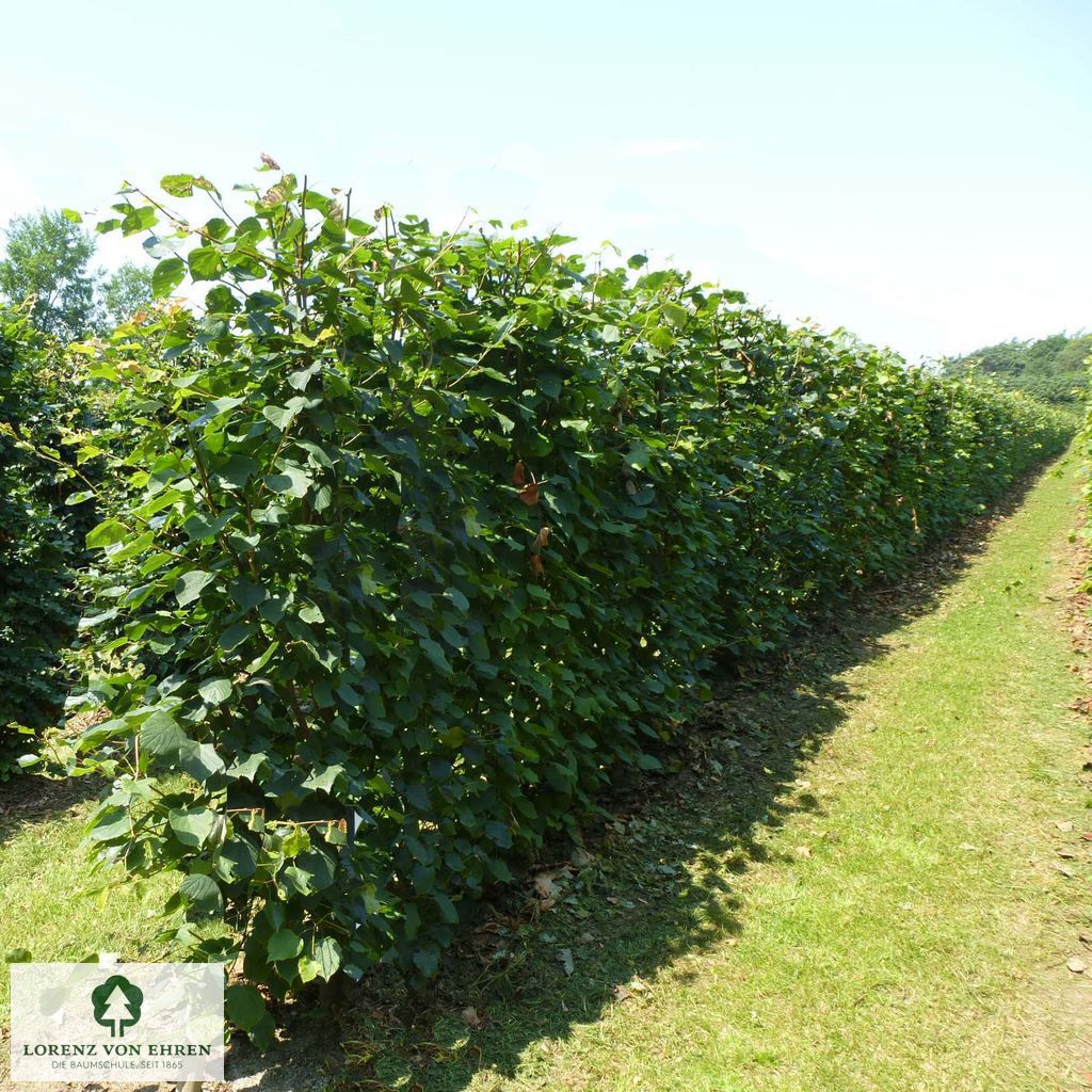 Tilia cordata