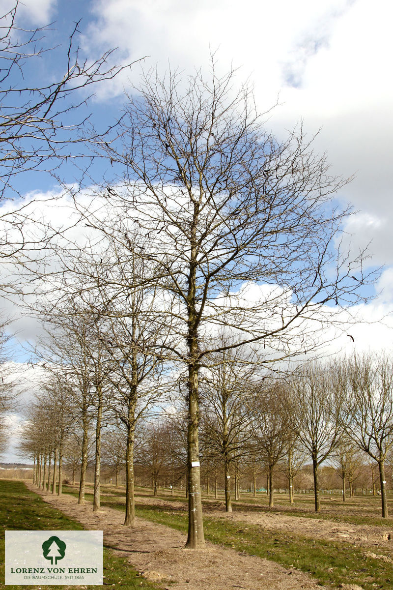 Gleditsia triacanthos