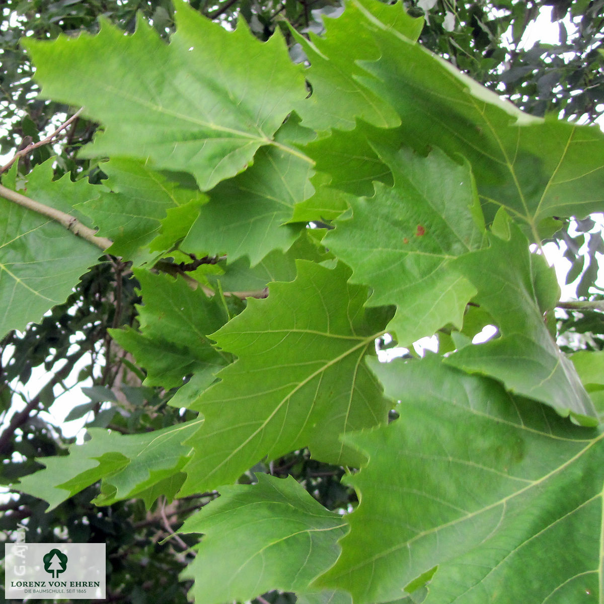 Platanus acerifolia 'Tremonia'