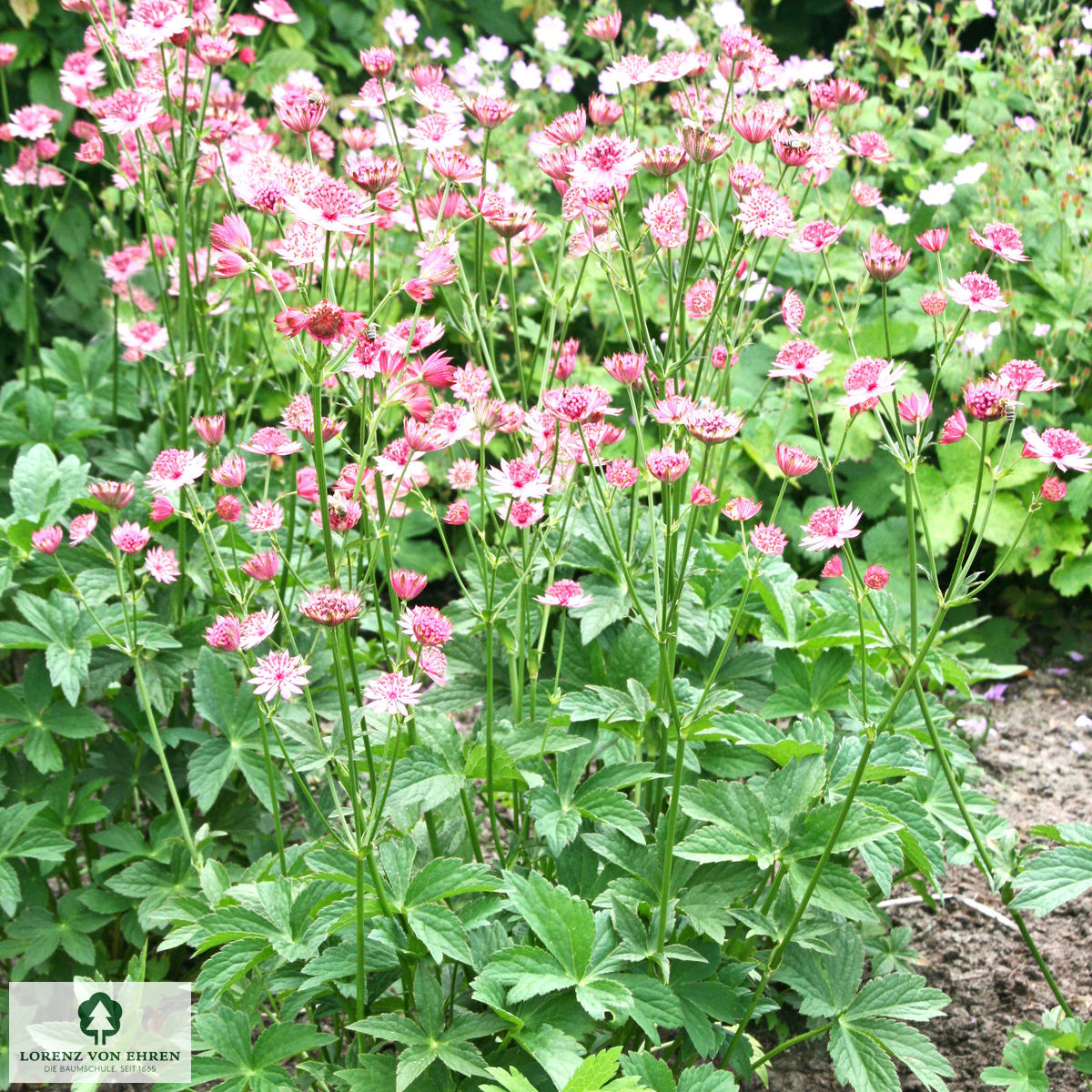 Astrantia major 'Roma'