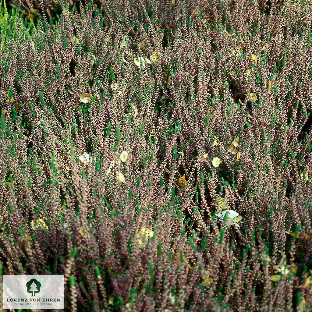 Calluna vulgaris 'Allegro'