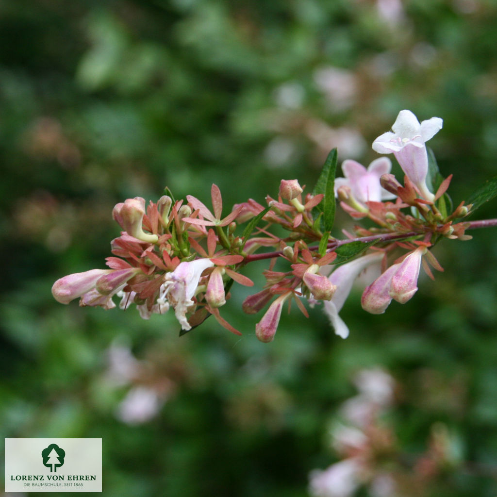 Abelia grandiflora