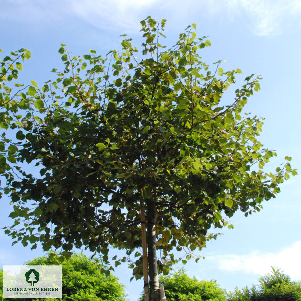 Tilia cordata 'Green Globe'