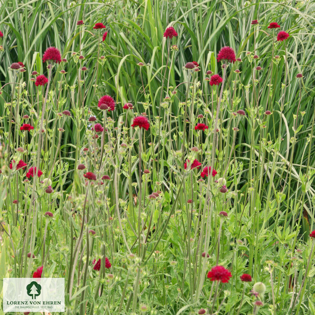 Knautia macedonica