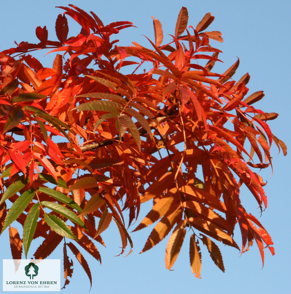 Sorbus 'Dodong'