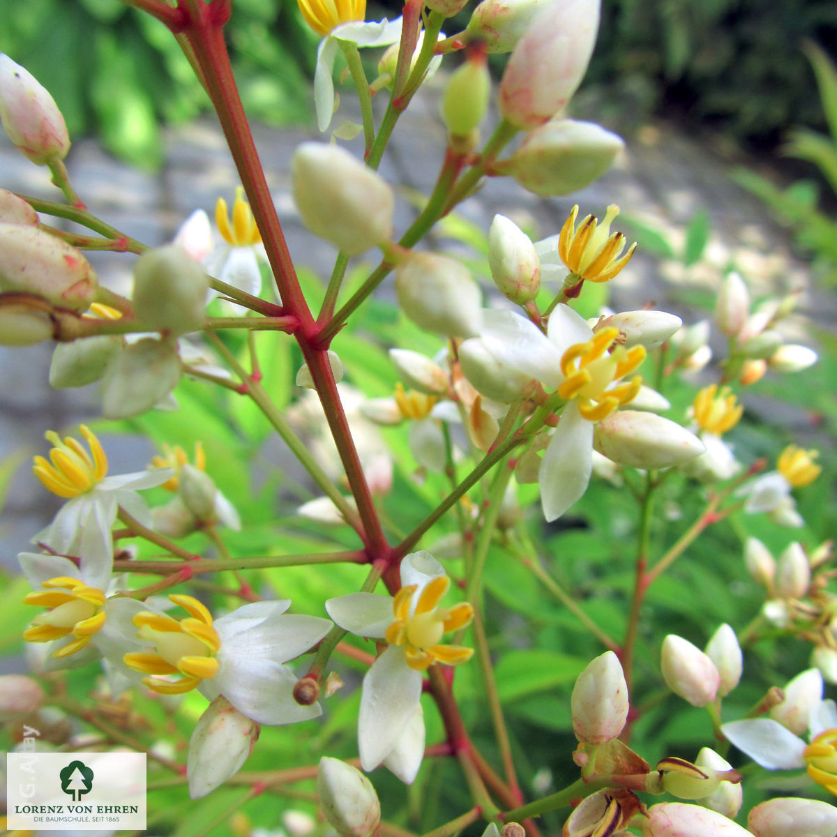 Nandina domestica