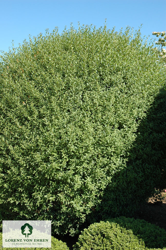 Ligustrum vulgare 'Atrovirens'