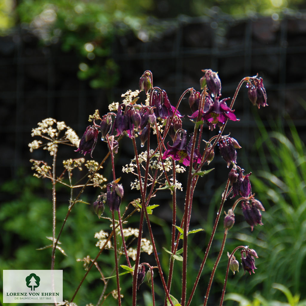 Aquilegia vulgaris