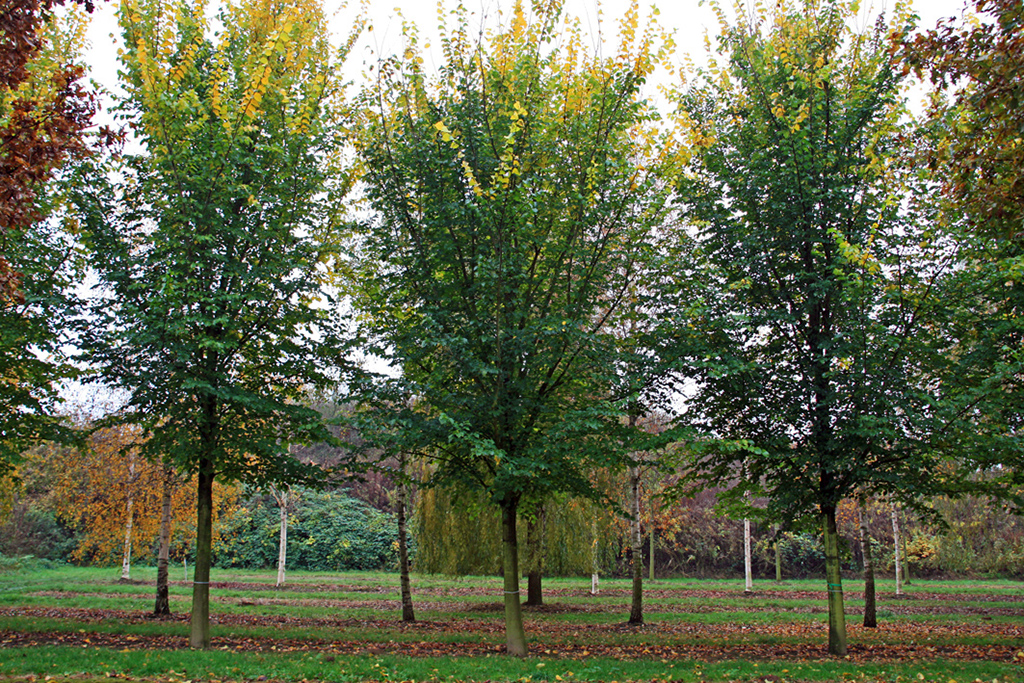 Ulmus hollandica Lobel Großbaum Große Ulmen