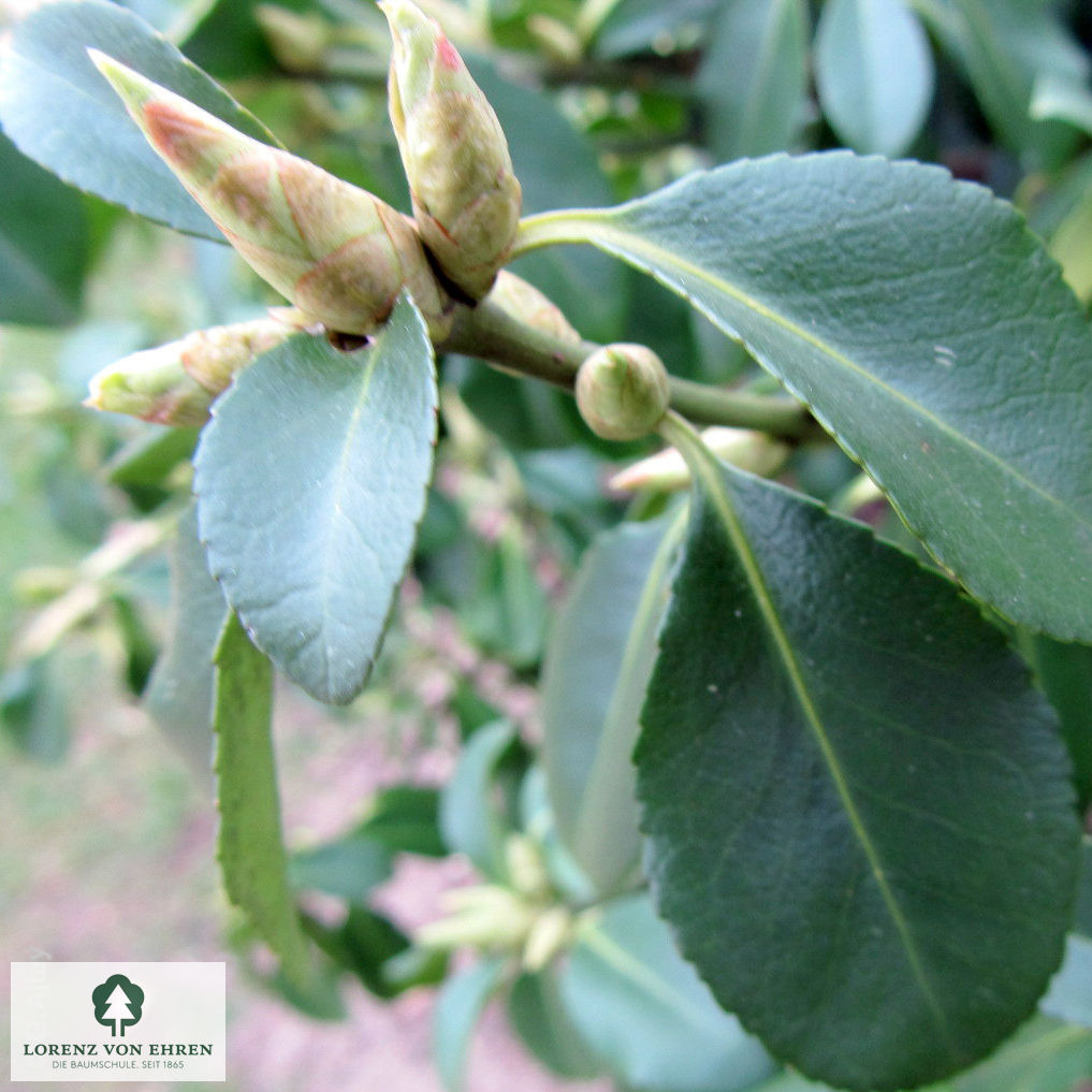 Euonymus fortunei 'Vegetus'