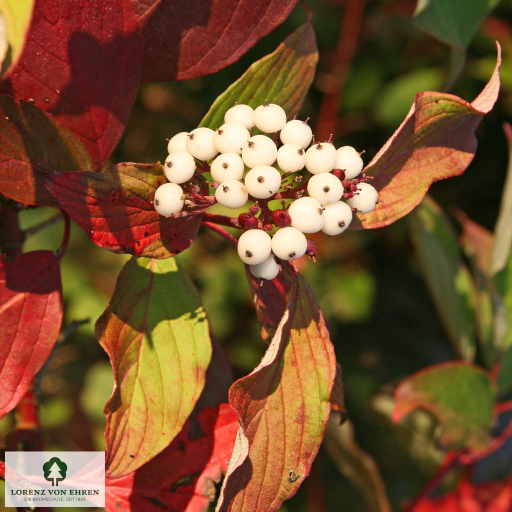 Cornus alba