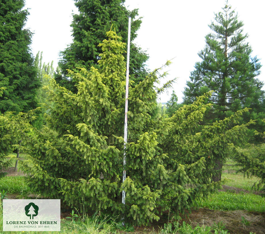 Taxus baccata 'Dovastoniana Aurea'