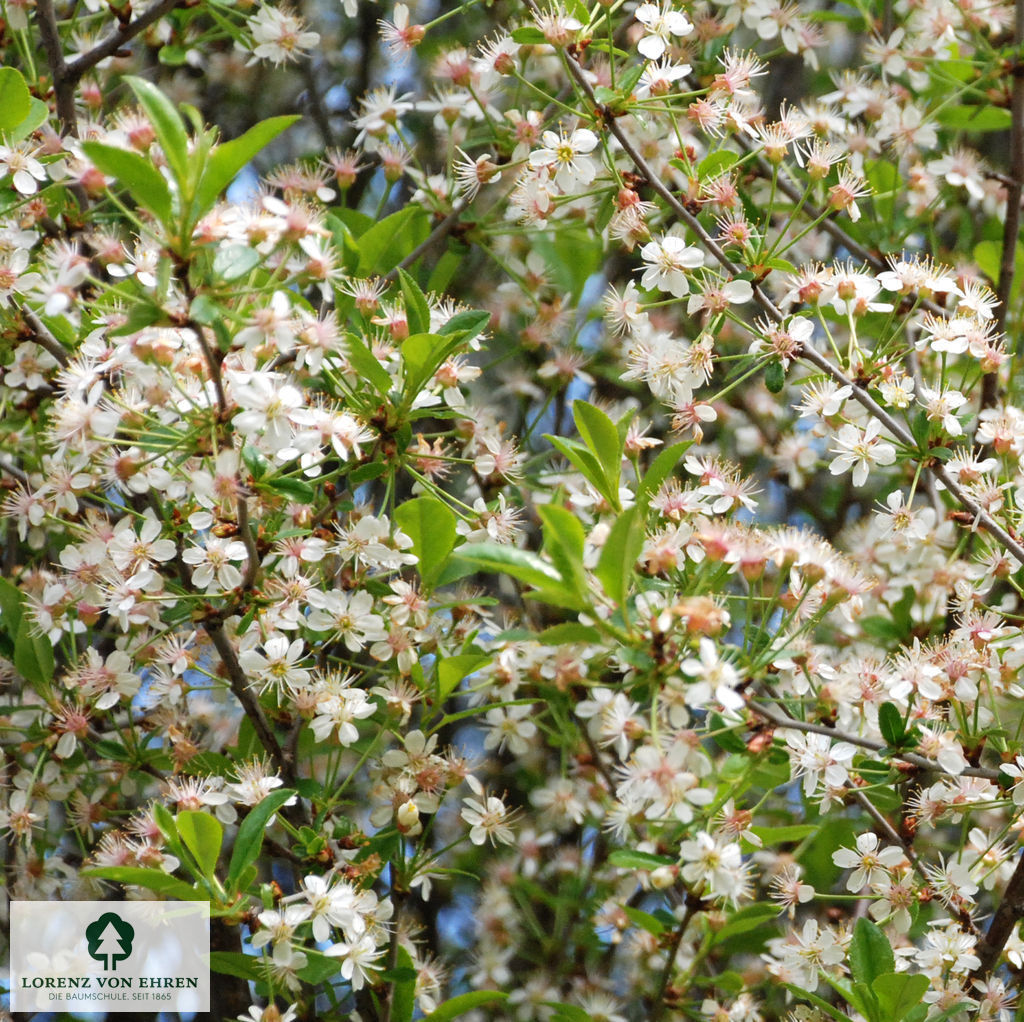 Prunus fruticosa 'Globosa'