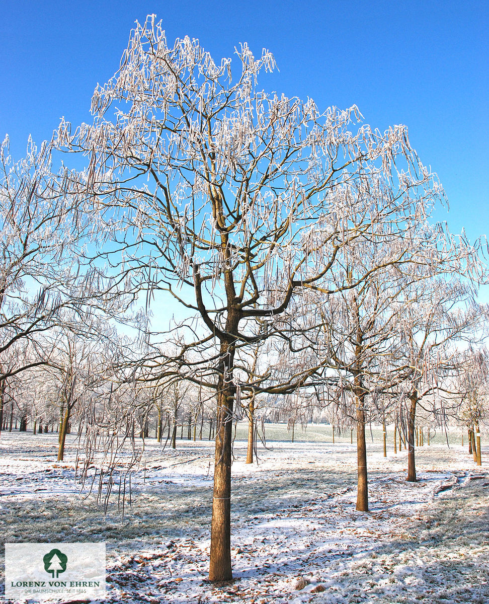 Catalpa bignonioides