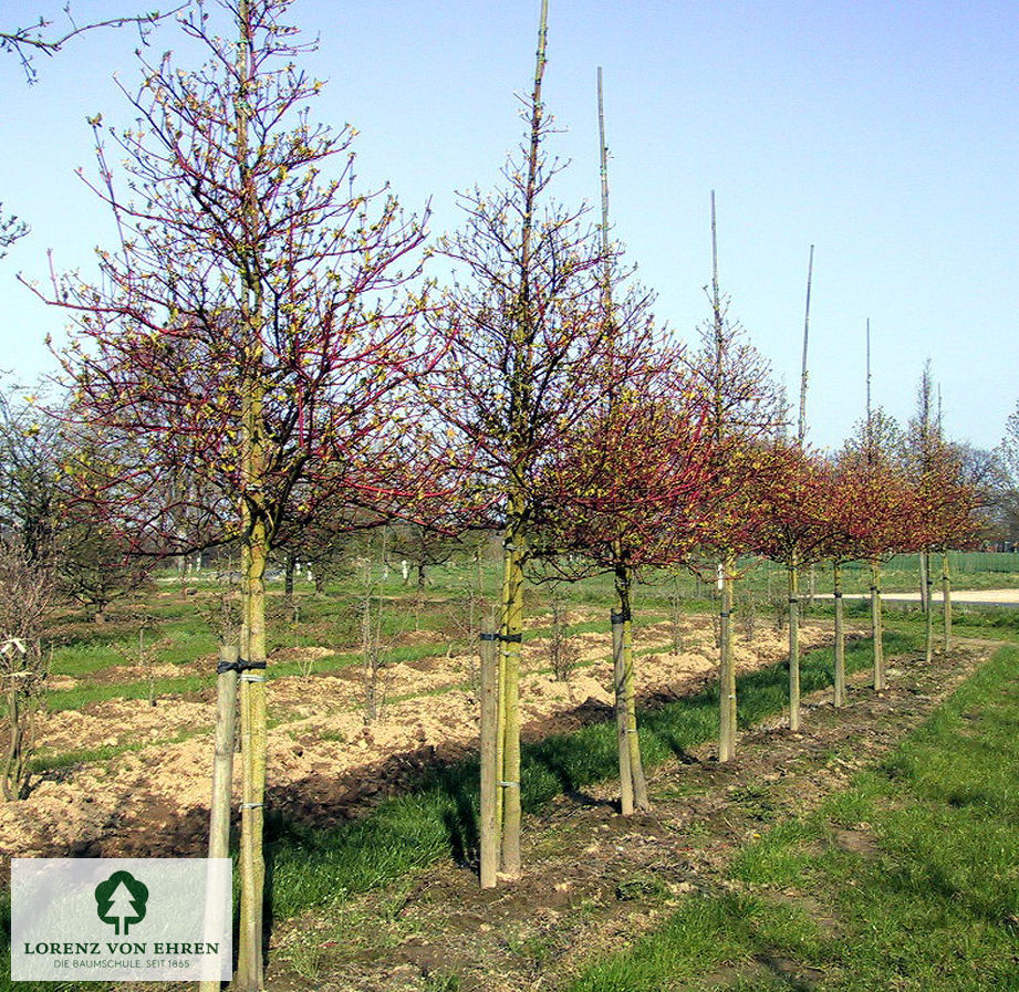 Cornus alba