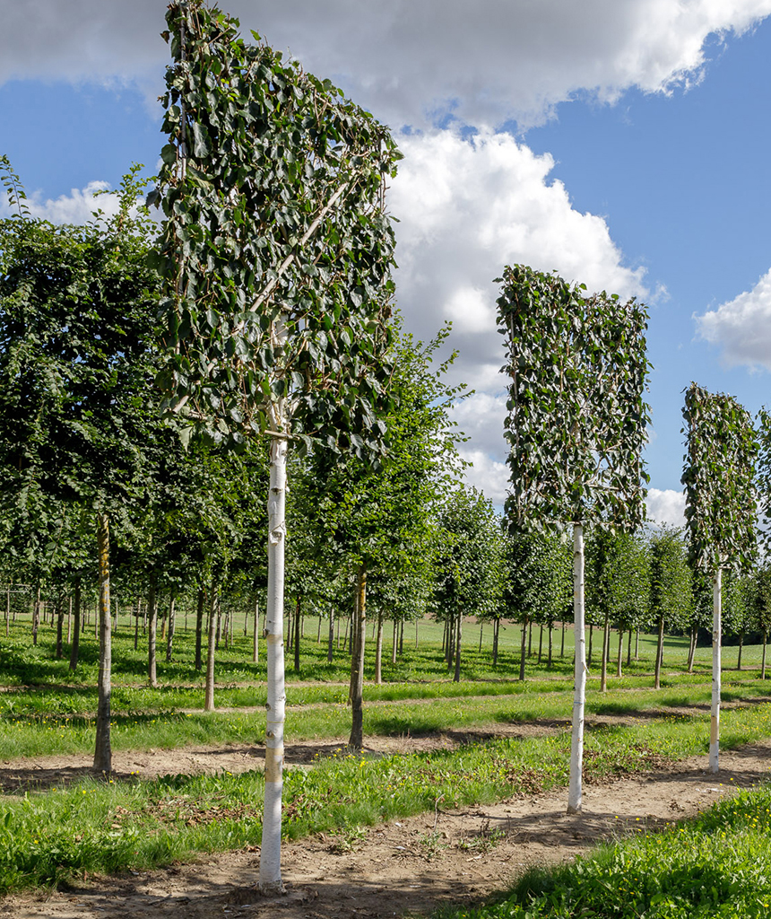 Betula jacquemontii