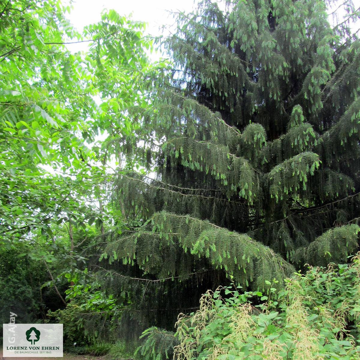 Picea breweriana