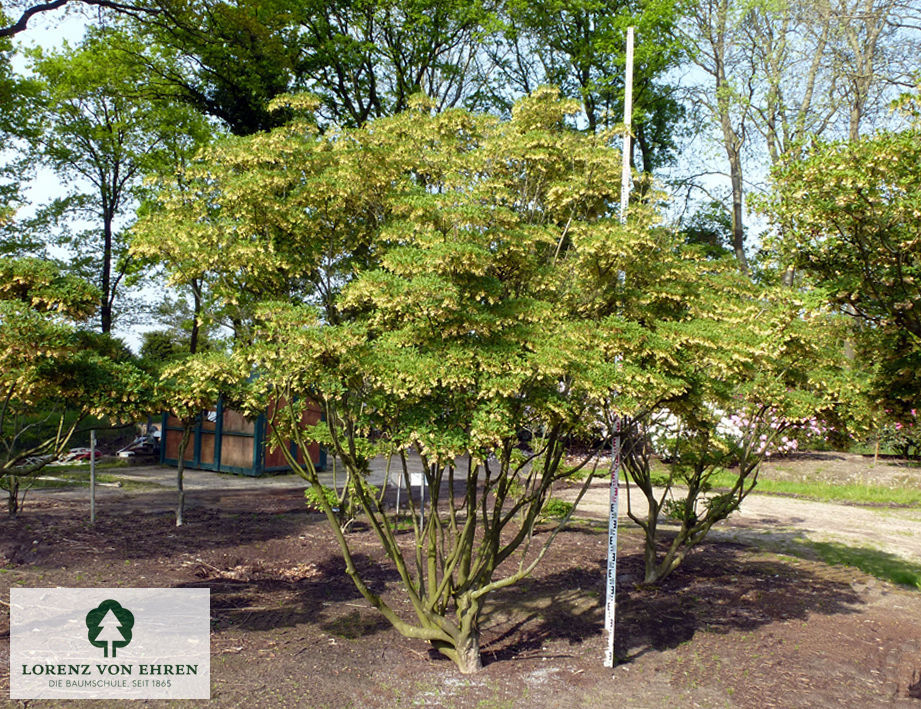 Enkianthus campanulatus