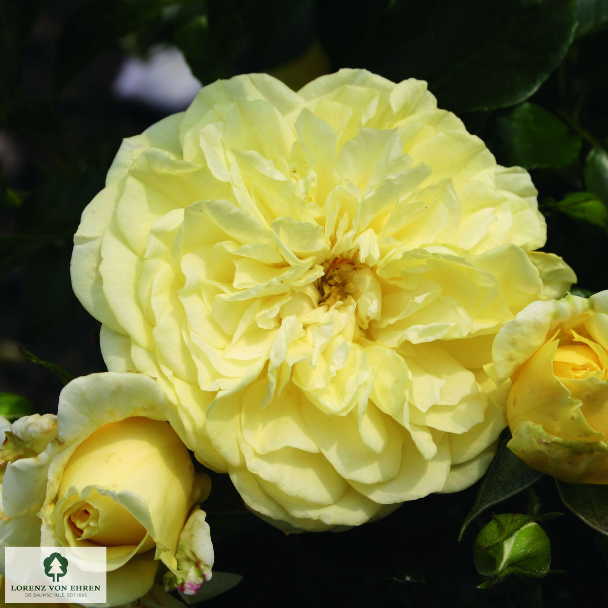 Rosa 'Solero'