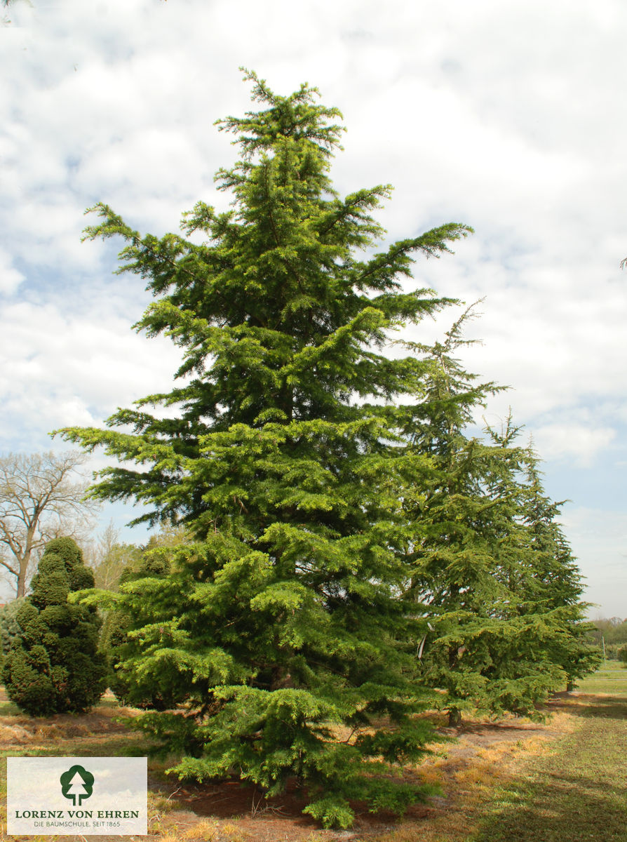 Cedrus libani