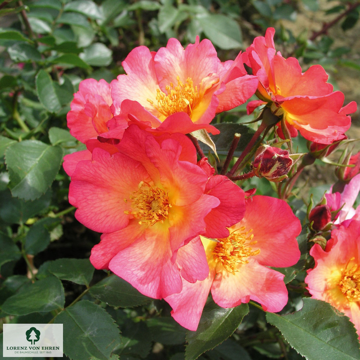 Rosa 'Pretty Sunrise'
