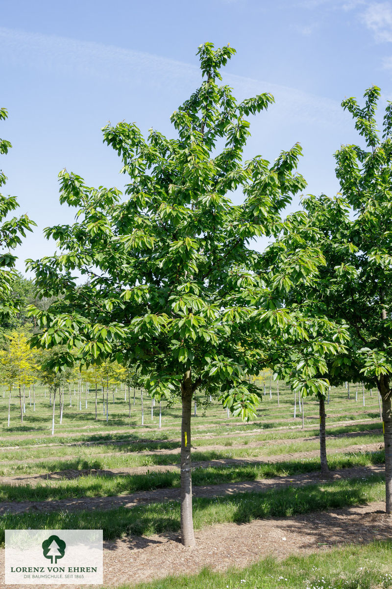 Prunus avium 'Tamara'