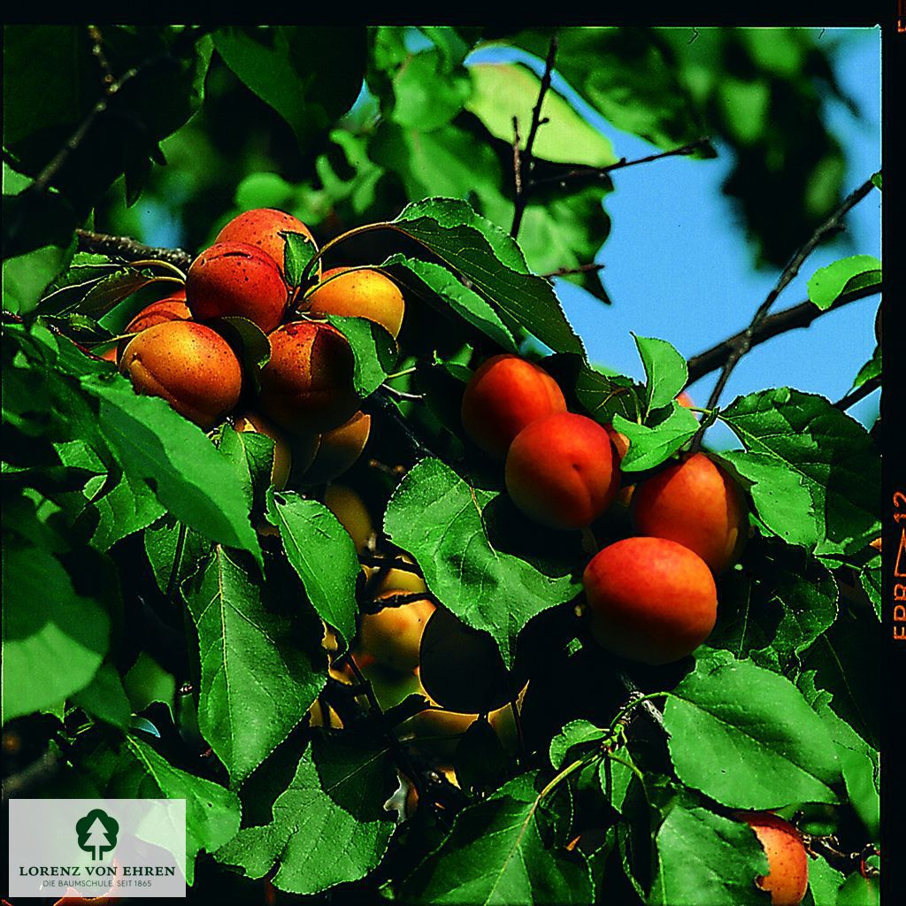 Prunus armeniaca 'Ungarische Beste'