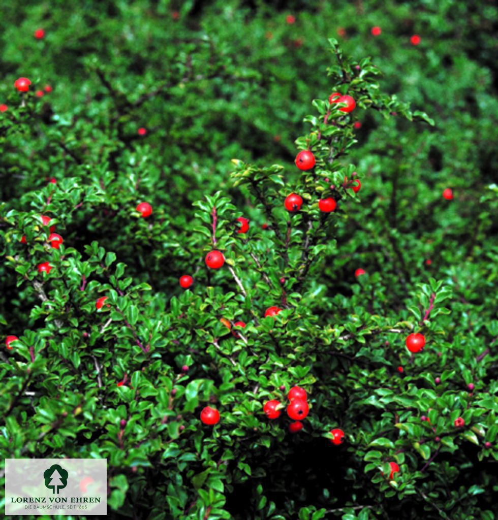 Cotoneaster adpressus