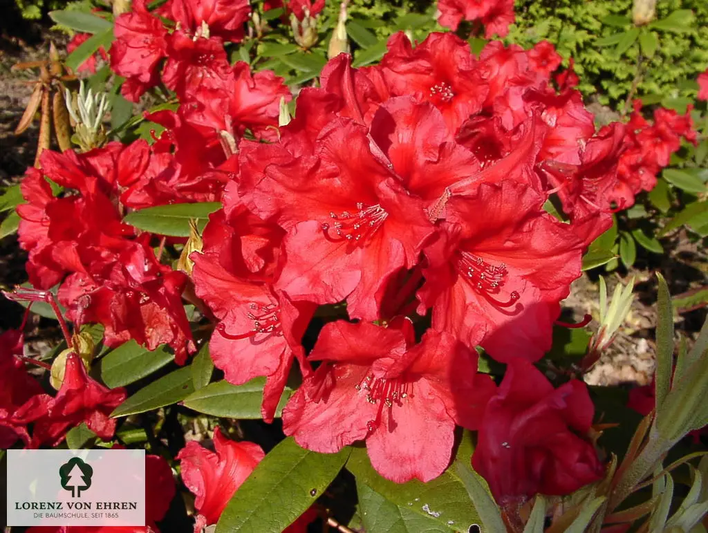 Rhododendron Hybride 'Vulcan's Flame'
